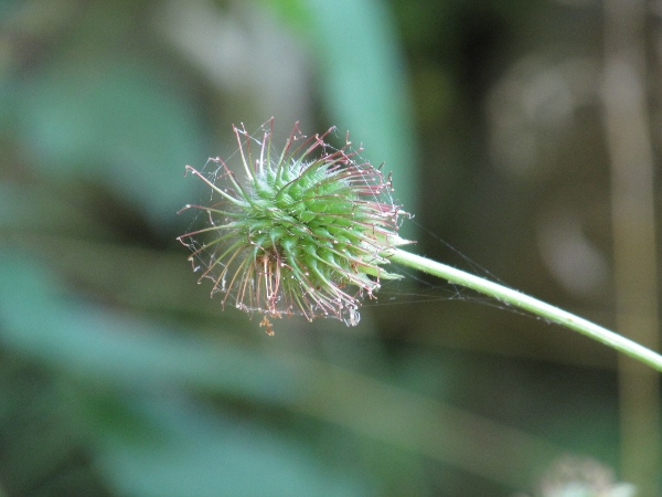 wood avens / Geum urbanum: Seed-head