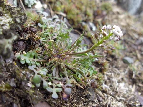 shepherd’s cress / Teesdalia nudicaulis: _Teesdalia nudicaulis_ is an uncommon plant of sandy heaths, found at sites scattered across Great Britain and 2 sites in Northern Ireland, but not in the Republic of Ireland.