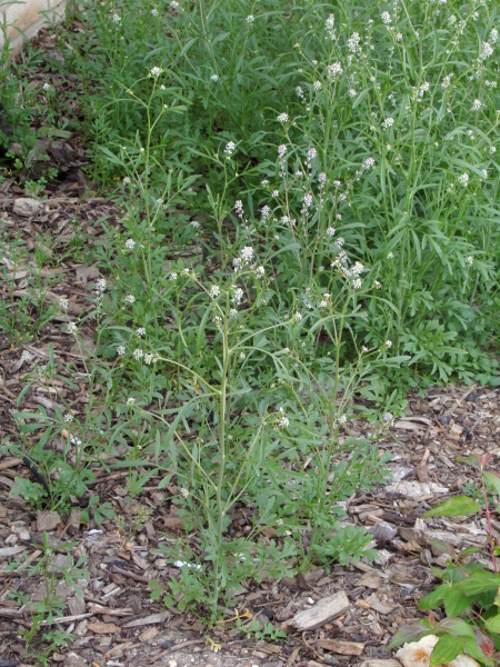 narrow-leaved pepperwort / Lepidium ruderale: _Lepidium ruderale_ is, as its scientific name suggests, a plant of waste ground, found scattered across England, and much less frequently in Wales, Scotland and Ireland.