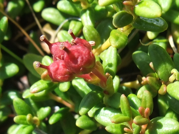 trailing azalea / Kalmia procumbens: The fruit of _Kalmia procumbens_ is a small, red capsule with the stigma persisting from its tip.