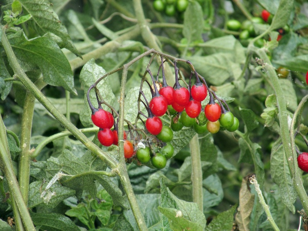 bittersweet / Solanum dulcamara: The fruit of _Solanum dulcamara_ is a shiny, red, slightly elongate berry.