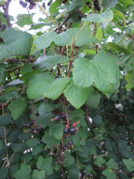 blackcurrant / Ribes nigrum: _Ribes nigrum_ is widely grown for its small black berries.