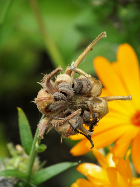 pot marigold / Calendula officinalis: The seeds of _Calendula officinalis_ vary greatly in shape across the capitulum.