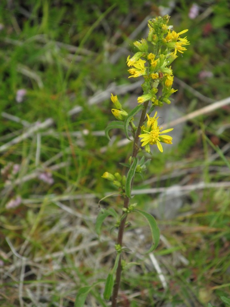goldenrod / Solidago virgaurea: _Solidago virgaurea_ subsp. _virgaurea_