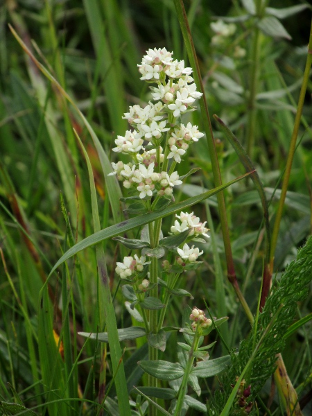 northern bedstraw / Galium boreale