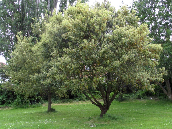 holm oak / Quercus ilex: _Quercus ilex_ is an evergreen shrub or small tree native to the Mediterranean Basin, but widely planted in the British Isles, especially on our more southerly coasts.