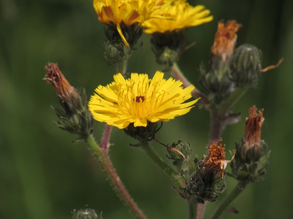 hawkweed oxtongue / Picris hieracioides: _Picris hieracioides_ differs from _Helminthotheca echioides_ in having narrow outer phyllaries.