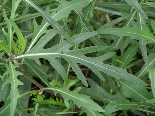 perennial wall-rocket / Diplotaxis tenuifolia