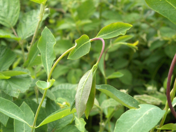 honeysuckle / Lonicera periclymenum: The young shoots of _Lonicera periclymenum_ often have a drooping tip.