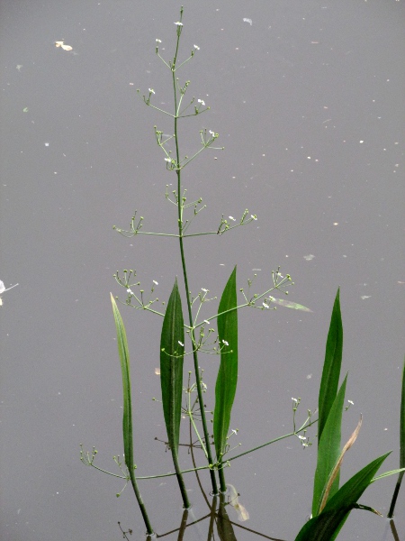 narrow-leaved water-plantain / Alisma lanceolatum: _Alisma lanceolatum_ grows in shallow, base-rich water in central and southern England, and more rarely in Wales, Scotland and Ireland; its leaves are cuneate at the base, unlike the rounded to cordate leaves of _Alisma plantago-aquatica_.