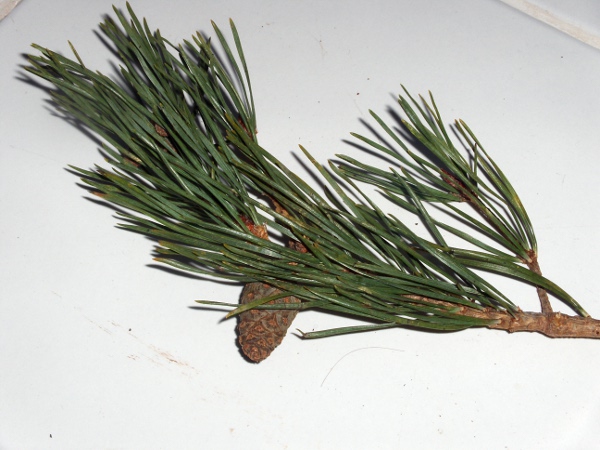 Scots pine / Pinus sylvestris: The needles of _Pinus sylvestris_ are typically twisted, like those of _Pinus contorta_.