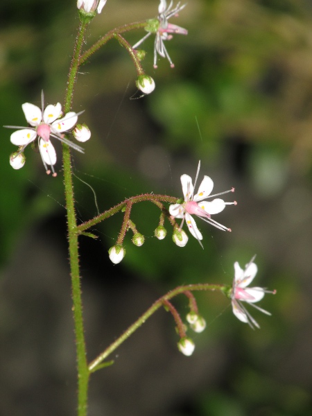 Pyrenean saxifrage / Saxifraga umbrosa: Flowers