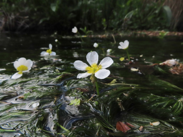 stream water-crowfoot / Ranunculus penicillatus: _Ranunculus penicillatus_ typically has larger flowers than the otherwise similar _Ranunculus fluitans_; there are also differences in the leaves and the receptacle.