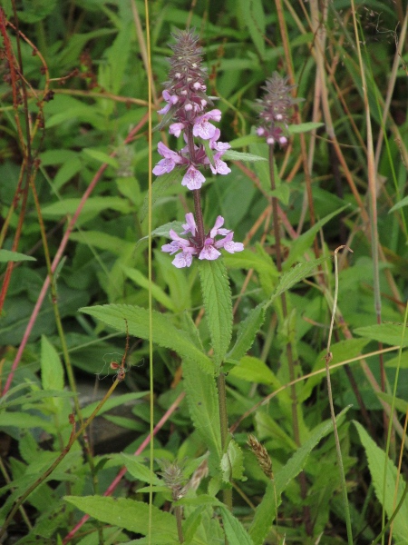 marsh woundwort / Stachys palustris: _Stachys palustris_ grows in damp ground throughout the British Isles.