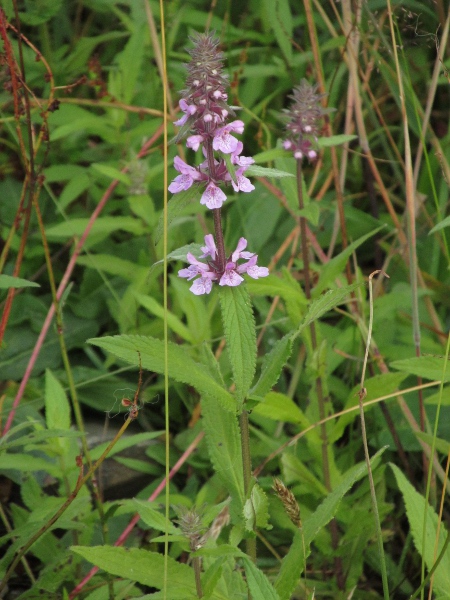 marsh woundwort / Stachys palustris