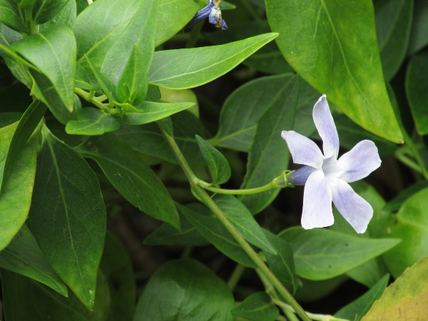 intermediate periwinkle / Vinca difformis: _Vinca difformis_ has larger flowers than _Vinca minor_, and typically longer, narrower calyx lobes.