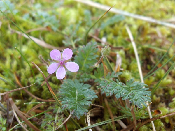 common storksbill / Erodium cicutarium: _Erodium cicutarium_ is a widespread plant of dry, fairly bare ground.