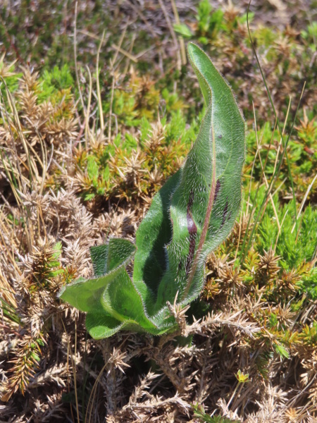 spotted cat’s-ear / Hypochaeris maculata