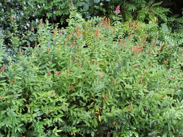 confused bridewort / Spiraea × pseudosalicifolia: _Spiraea_ × _pseudosalicifolia_ is a garden hybrid between _Spiraea salicifolia_ and _Spiraea douglasii_.