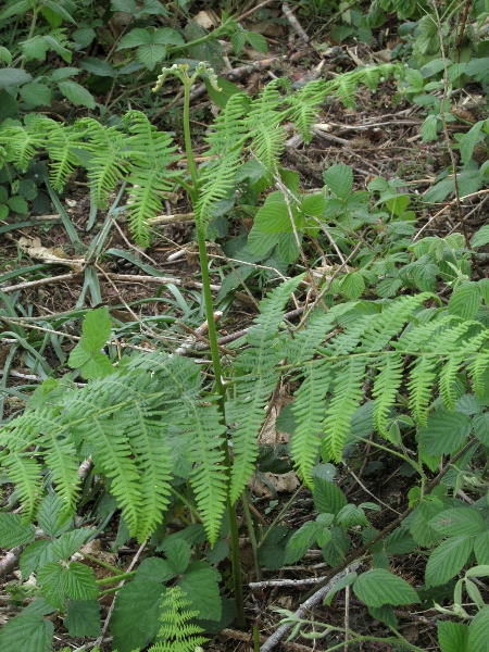 bracken / Pteridium aquilinum: Bracken is a very common fern with a distinctive scent. It is toxic when sporulating.