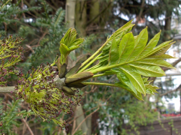 ash / Fraxinus excelsior: The wind-pollinated flowers of _Fraxinus excelsior_ appear at a similar time to the pinnate leaves.