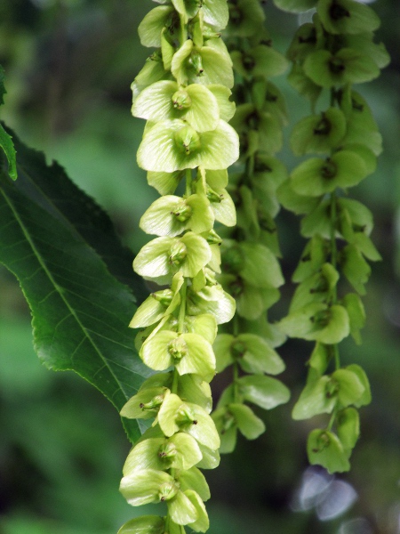 Caucasian wingnut / Pterocarya fraxinifolia: The flanges on the fruit give the genus its name of ‘wingnut trees’.