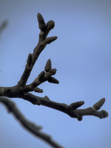 walnut / Juglans regia: Buds and young male catkins