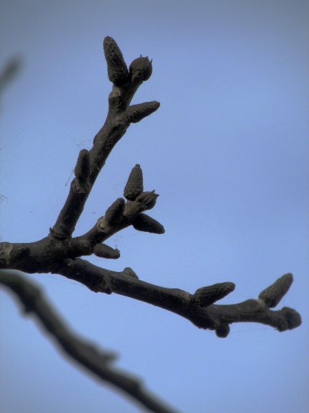 walnut / Juglans regia