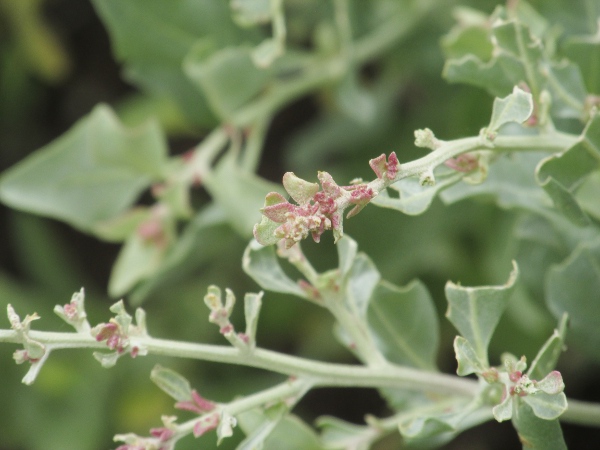 shrubby orache / Atriplex halimus