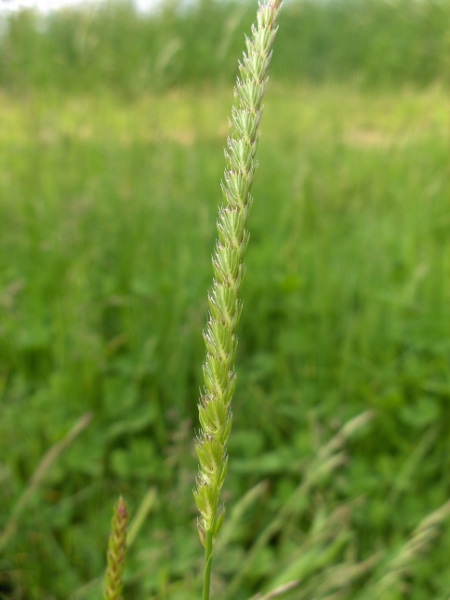 crested dog’s-tail / Cynosurus cristatus: Inflorescence
