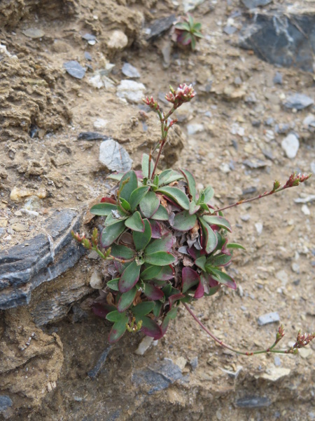 western sea-lavender / Limonium britannicum: _Limonium britannicum_ is restricted to western Great Britain, from Torquay (VC3) to the Leven estuary (VC69); four geographically separate subspecies may be recognised.