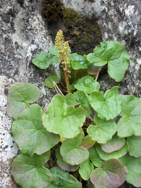 mountain sorrel / Oxyria digyna: _Oxyria digyna_ is an <a href="aa.html">Arctic–Alpine</a> species, similar in general appearance to a _Rumex_.