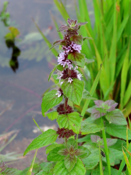whorled mint / Mentha × verticillata: _Mentha_ × _verticillata_ resembles one of its parents, _Mentha arvensis_, but has a longer calyx with longer, more acuminate lobes; the other parent is _Mentha aquatica_.
