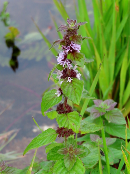 whorled mint / Mentha × verticillata