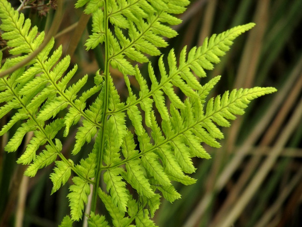 narrow buckler-fern / Dryopteris carthusiana