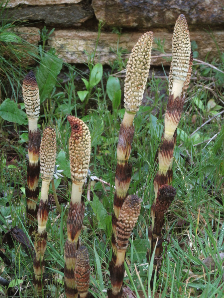 great horsetail / Equisetum telmateia: The fertile stems of _Equisetum telmateia_ are up to 30 cm (1 ft) high.