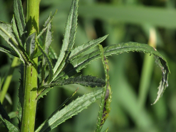 fen ragwort / Jacobaea paludosa: Its leaves are simple and toothed, rather than lobed or compound.