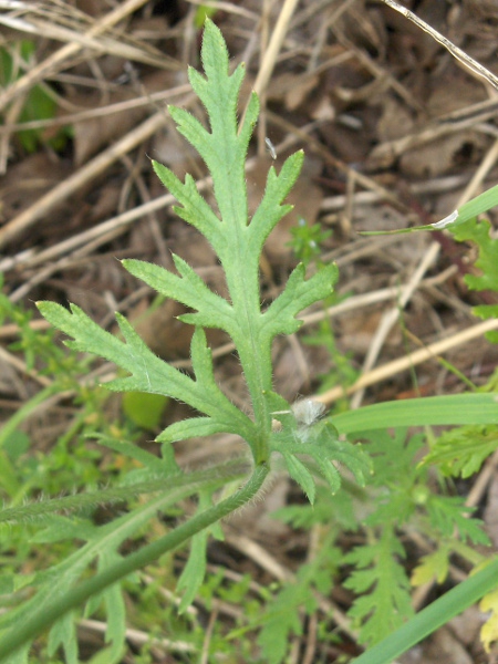 long-headed poppy / Papaver dubium: Leaf