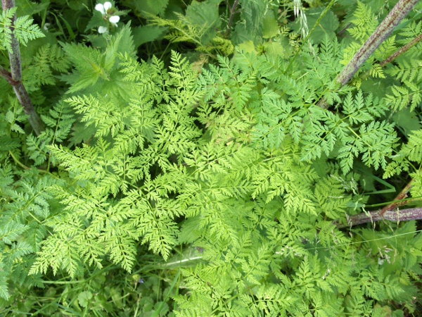 hemlock / Conium maculatum: The leaves of _Conium maculatum_ are up to 4 times pinnate.