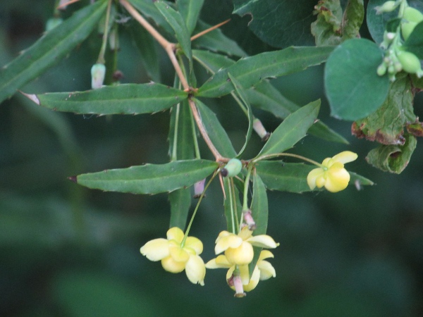 Gagnepain’s barberry / Berberis gagnepainii: _Berberis gagnepainii_ is an evergreen shrub native to south-western China.