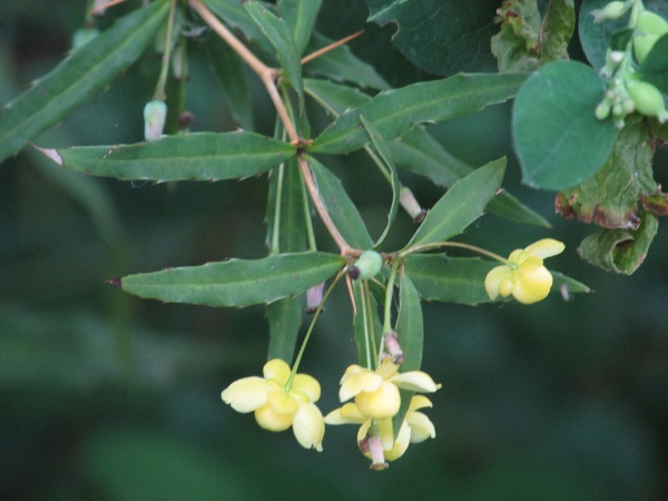 Gagnepain’s barberry / Berberis gagnepainii