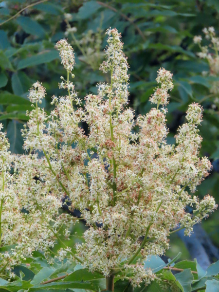 tree of heaven / Ailanthus altissima: _Ailanthus altissima_ produces erect panicles of small, white, 5-parted flowers.