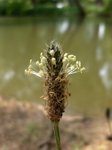 ribwort plantain / Plantago lanceolata: Inflorescence