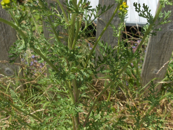 hoary ragwort / Jacobaea erucifolia: _Jacobaea erucifolia_ is densely hairy when young, but the hairs are soon lost as the plant grows.