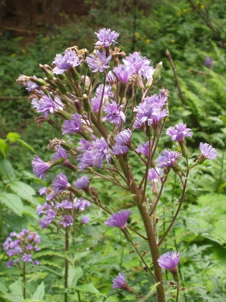 Alpine blue sow-thistle / Cicerbita alpina