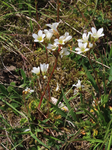 meadow saxifrage / Saxifraga granulata: _Saxifraga granulata_ grows patchily across Great Britain in base-rich grasslands that are kept moist but are nonethless well-drained.