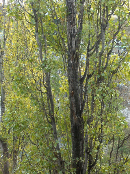 black poplar / Populus nigra: _Populus nigra_ is native to the British Isles, but is also widely planted, especially the fastigiate cultivars such as this.