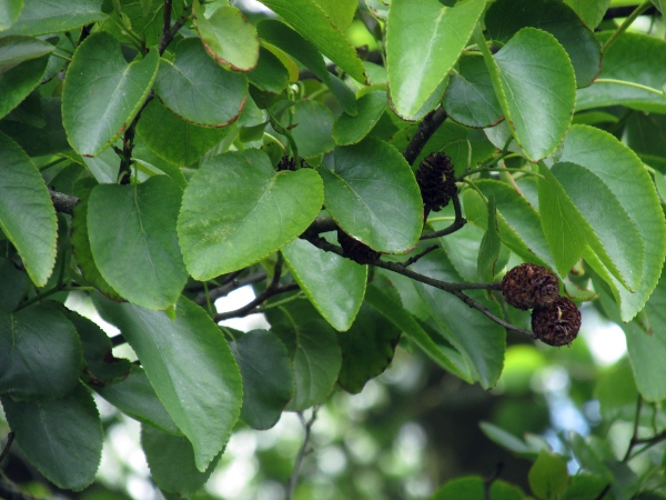 Italian alder / Alnus cordata: _Alnus cordata_ has rounded leaves with a cordate base and serrate edges.