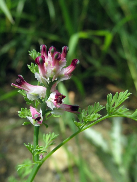 dense-flowered fumitory / Fumaria densiflora