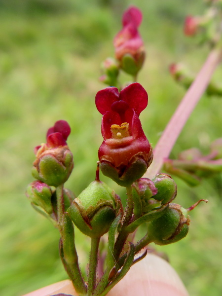 water figwort / Scrophularia auriculata: _Scrophularia auriculata_ differs from _Scrophularia umbrosa_ in that the staminode in each flower is unlobed.